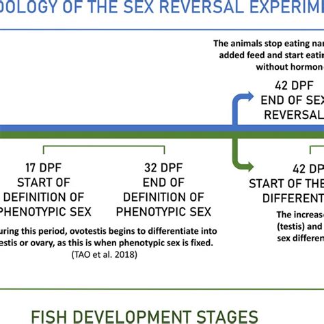 The Scheme Of Experimental Design To Induce Sex Reversal Related To Download Scientific Diagram