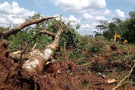 Batalhão de Polícia Ambiental aplicou R 51 milhões em multas em 2021