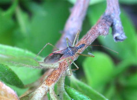 Assassin Bug Zelus Renardii BugGuide Net