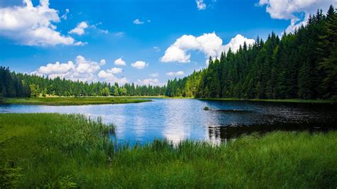 Hours Of Birds Singing On The Lakeshore Water Sounds Relaxing