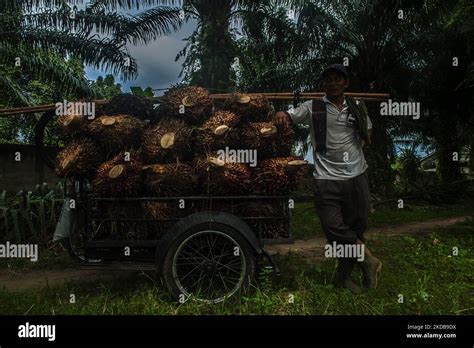 Indonesian Smallholder Plantations Hi Res Stock Photography And Images