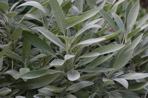 50 Sage Seeds Broad Leaf Heirloom Herb