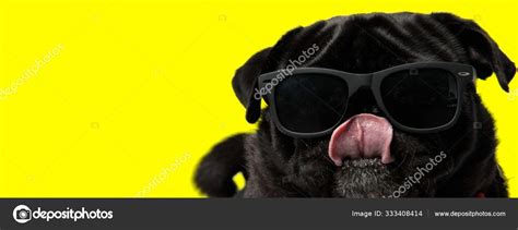 Beautiful Pug Dog Wearing Sunglasses And Licking Mouth Cool ⬇ Stock