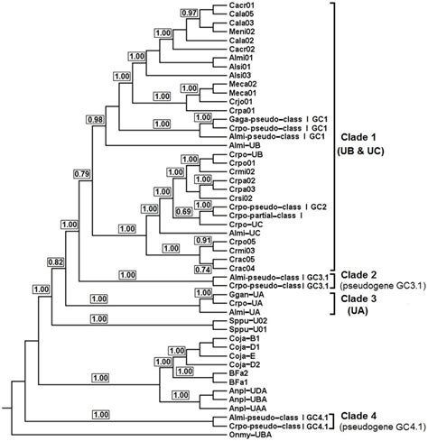 Bayesian Phylogenetic Tree Of MHC Class I Genes The Fish MHC Class I