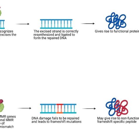 Schematic View Of The Dna Mismatch Repair Pathway Abbreviations Used