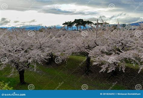 Cherry Blossom of Goryokaku Park, Hakodate, Japan Stock Photo - Image ...