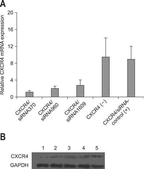 Cxc Motif Chemokine Receptor Cxcr Small Interference Rna Sirna