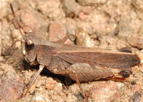 Wingless Grasshopper Phaulacridium Vittatum