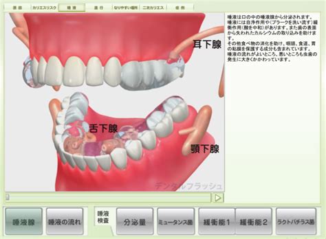 唾液について｜豊四季ひだまり歯科｜柏市豊四季