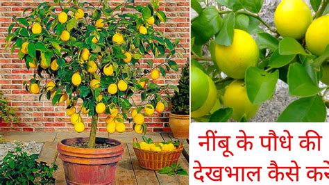 नींबू का पौधा छोटे गमले में कैसे लगाएंhow To Grow Lemon Plant In Pot Youtube