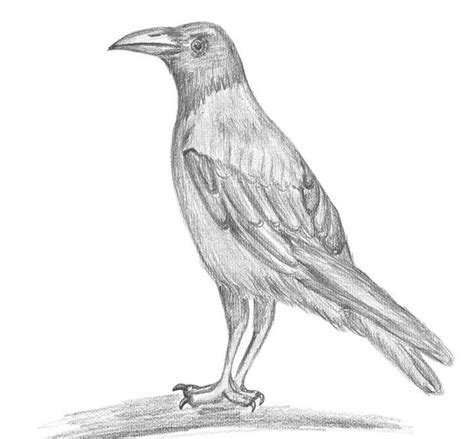 20 Easy Crow Drawing Ideas How To Draw Crow Blitsy