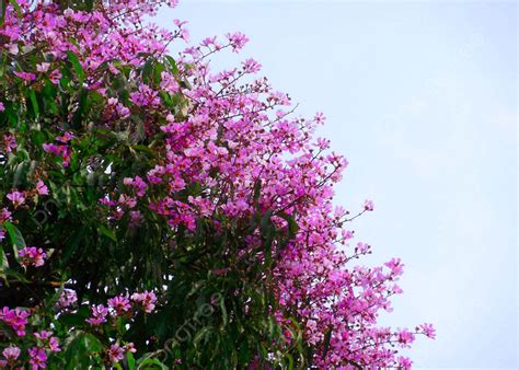 Yellow Tibouchina Tree Atelier Yuwa Ciao Jp