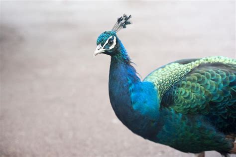 Free image of Iridescent blue peacock