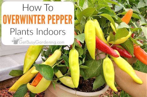 Overwintering Pepper Plants Indoors 3 Easy Methods Stuffed Peppers