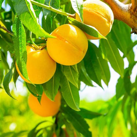 Peach Tree - Oom Sarel / Kakamas - From The Garden