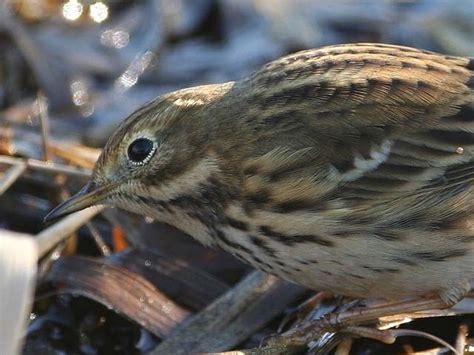 Details Meadow Pipit Birdguides