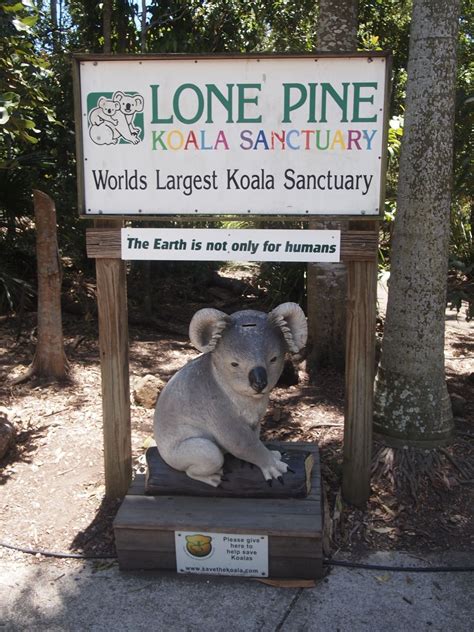 Lone Pine Koala Sanctuary, Australia | Lone pine koala sanctuary ...