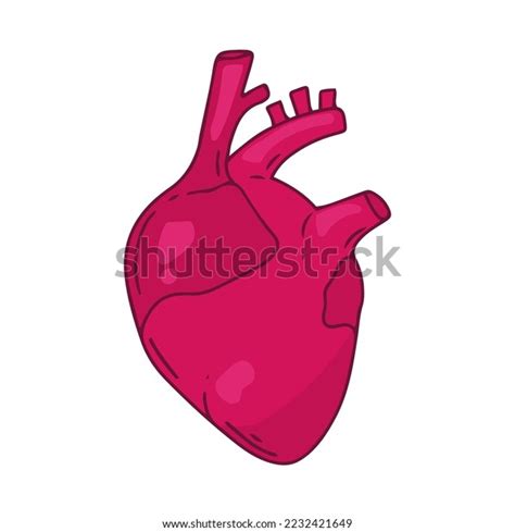 Heart Vector Design Realistic Anatomy Pictures Stock Vector (Royalty ...