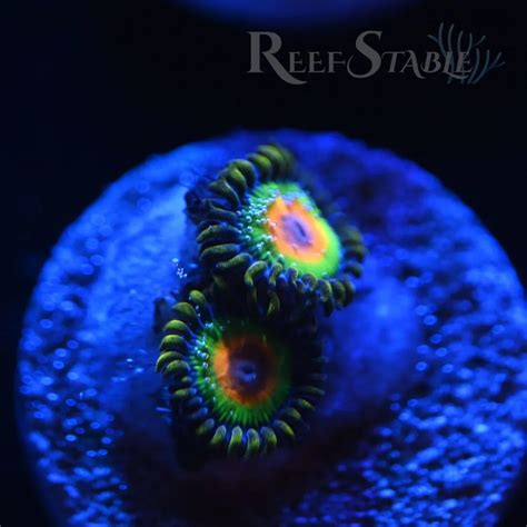 Rasta Zoa 2 Polyps Reef Stable