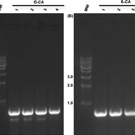 Non Reducing Sds Page And In Gel Carbonic Anhydrase Activity Assay A