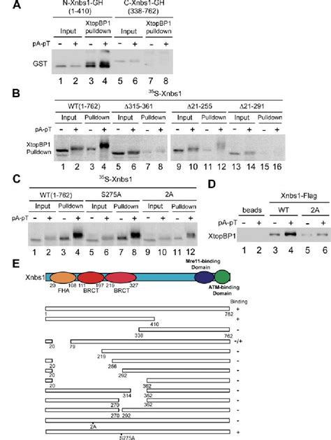 Figure From The Mre Rad Nbs Complex Mediates Activation Of