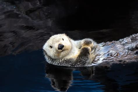 Animaux Marins En Voie De Disparition La Saison Bleue