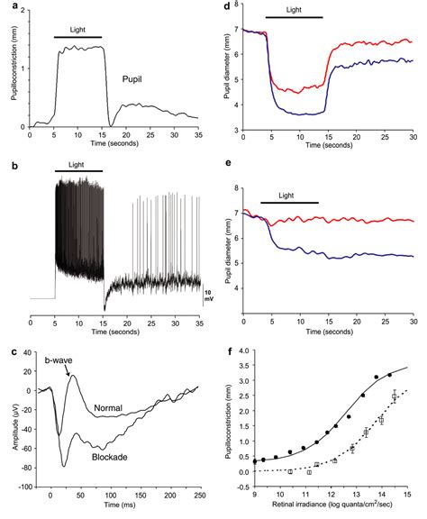 Pdf Human And Macaque Pupil Responses Driven By Melanopsin Containing