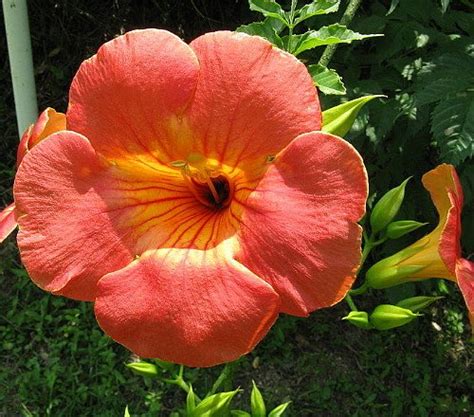 Chinese Trumpet Vine Plant Campsis Grandiflora