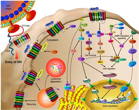 Cxcr4 Mediates Hiv Infection And Cancer Progression Cxcr4 Is A