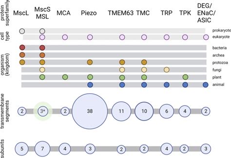 Protein Families That Include Ms Ion Channels Across Phyla Ion Channel