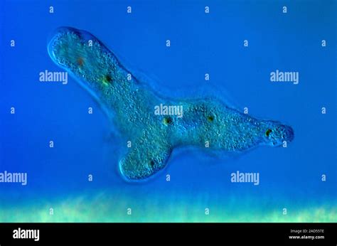 Proteus Amoeba Polarised Light Micrograph Of An Amoeba Proteus