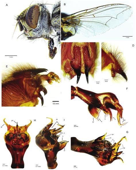 Sarcophaga Pandelleisca Mersinensis Sp Nov Male Holotype A Head