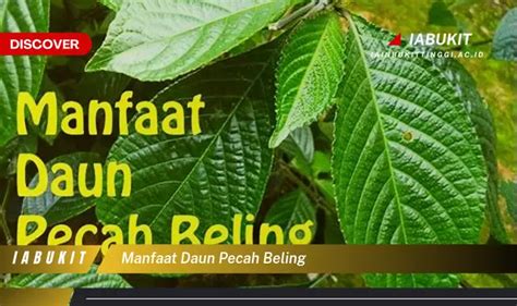 Banyak Yang Belum Tau Ini Dia 20 Manfaat Daun Pecah Beling Yang Bikin