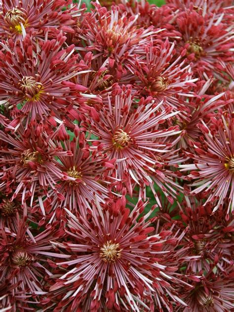 Chrysanthemum Red Carousel Bluestone Perennials Flower Garden Care