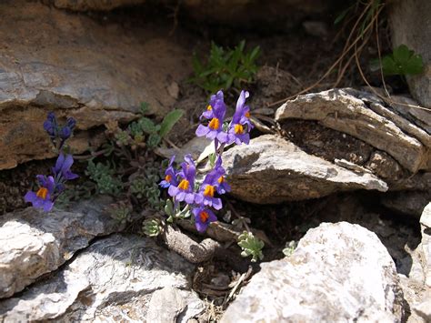 Alps Flax Alpine Free Photo On Pixabay Pixabay