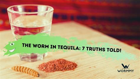 The Worm In Tequila Type Of Worm Eating It And Hallucinating Is It True