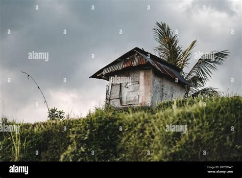 Photo Of Farmer Barn On The Rice Field Abandoned Small House In Nature