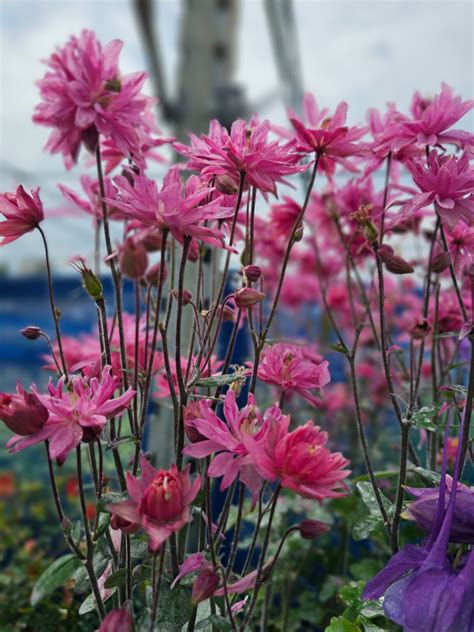 Shop Online Royal City Nursery
