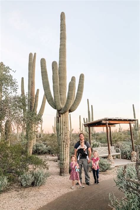 Amazing Hikes In Saguaro National Park Artofit