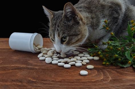 Envenenamiento por Tylenol en gatos causas síntomas y tratamiento