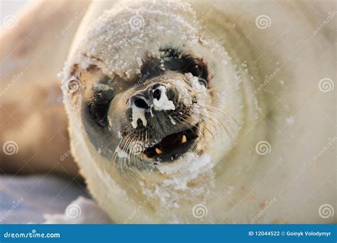 Angry Seal Stock Photo Image Of Head Life Neck Cruel 12044522