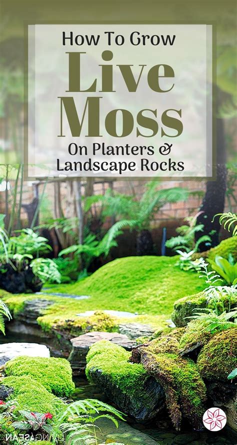 How To Grow Moss On Pots And Rocks Container Water Gardens Growing