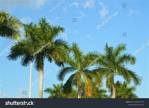 736 Florida royal palm Images, Stock Photos & Vectors | Shutterstock