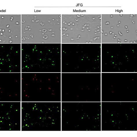 Jfg Promotes Myocardial Cell Proliferation And Inhibits Its Apoptosis