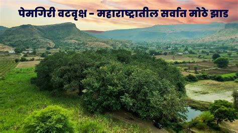 Video 1 Pemgiri Biggest Tree Of Maharashtra पमगर