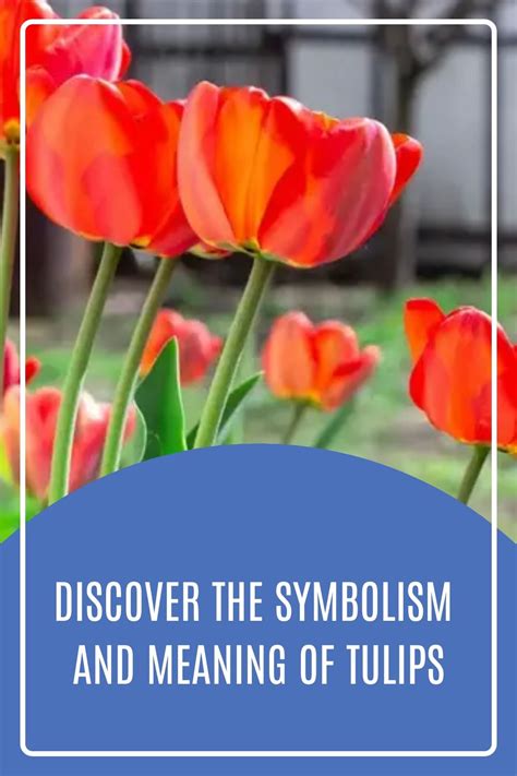 Tulip Meaning And Symbolism Ftd Com Artofit