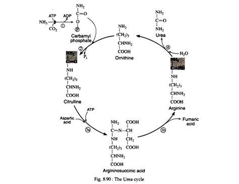 Urea Cycle: Notes on Urea Cycle | Zoology