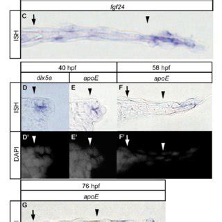 Spatiotemporal Expression Pattern Of Aer Af Marker Genes A G Spatial