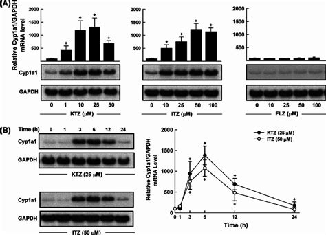 Concentration And Time Dependent Induction Of Cyp A Mrna By Ktz And