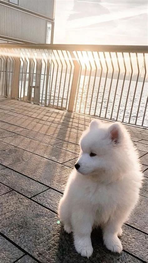 Samoyed Dogs Cafe Artofit